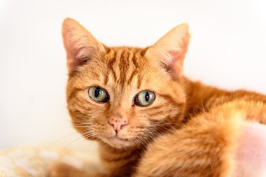 A her zaman ev evsiz kedi lüzum