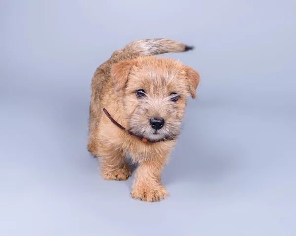 Adorável cão foto tirada em estúdio contra fundo . — Fotografia de Stock