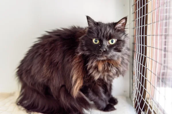 A her zaman ev evsiz kedi lüzum