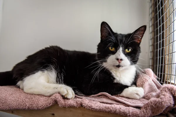 A her zaman ev evsiz kedi lüzum