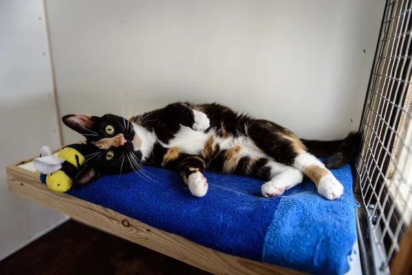 Obdachlose Katze braucht für immer ein Zuhause — Stockfoto