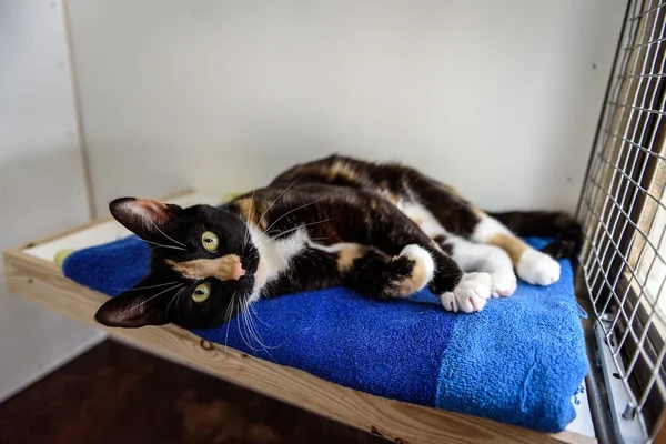 A her zaman ev evsiz kedi lüzum