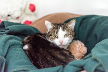 A her zaman ev evsiz kedi lüzum