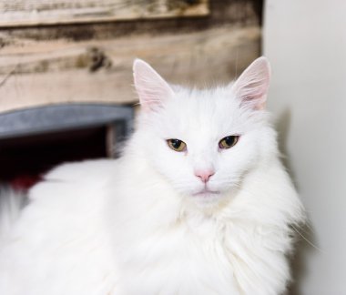 A her zaman ev evsiz kedi lüzum