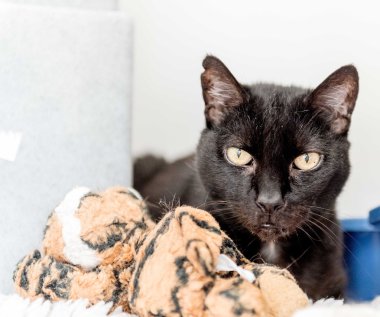 A her zaman ev evsiz kedi lüzum