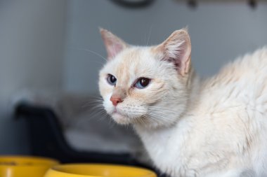 A her zaman ev evsiz kedi lüzum