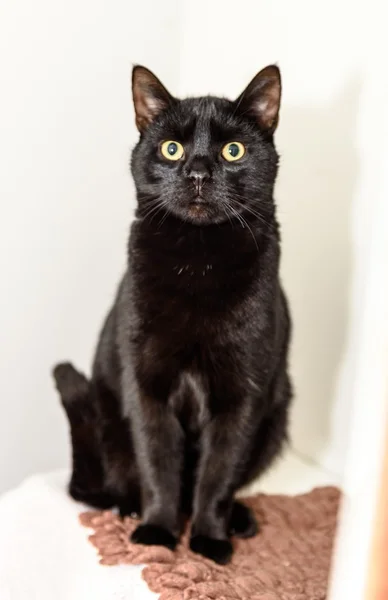 A her zaman ev evsiz kedi lüzum