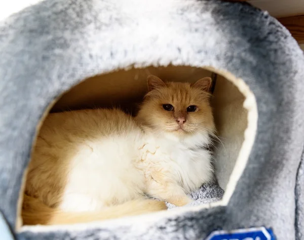Hemlös katt behöver en för alltid hem — Stockfoto