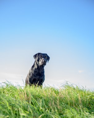 Güneşli bir günde çayırdaki sevimli siyah köpek.
