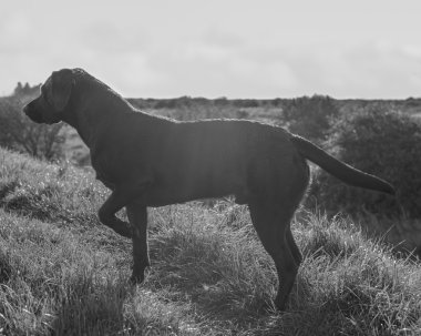 Siyah Labrador Retriever