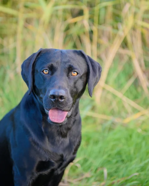 Labrador negro retriever —  Fotos de Stock