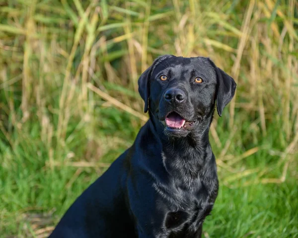 Schwarzer Labrador-Retriever lizenzfreie Stockbilder