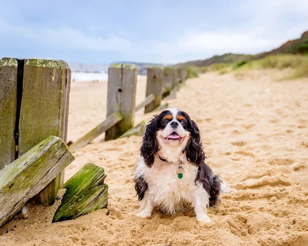 Düşüncesiz kral şarlatan İspanyol sahilde.