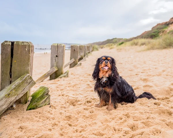 Kavalierkönig Karl Spaniel am Strand. — Stockfoto