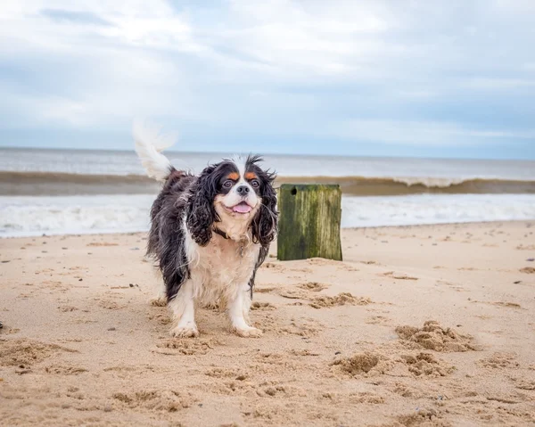 Düşüncesiz kral şarlatan İspanyol sahilde.