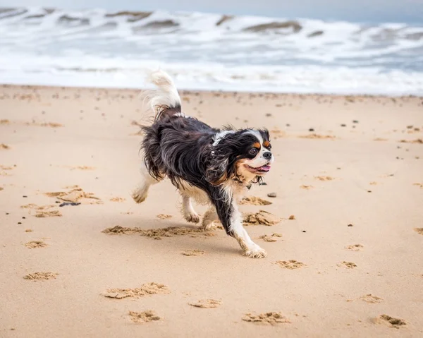 Kavalierkönig Karl Spaniel am Strand. Stockbild