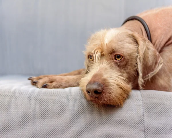 Safkan Alman Kırçıl işaretçi 