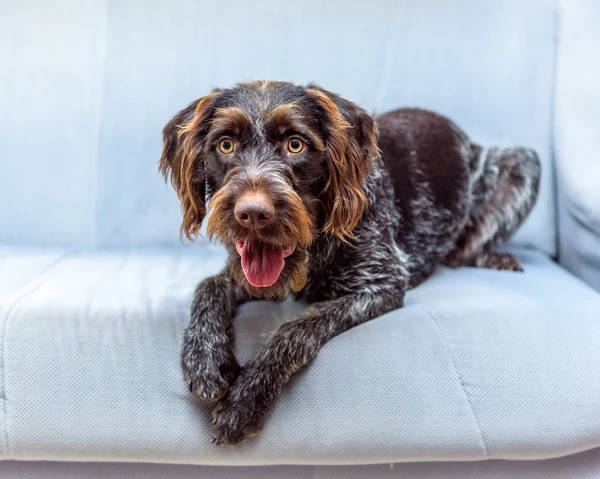 Safkan Alman Kırçıl işaretçi 