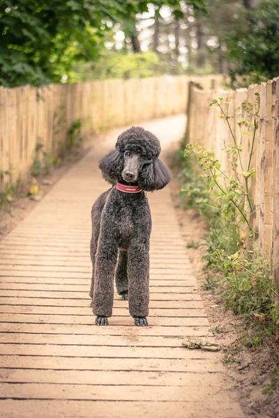 Oldukça bakımlı gri standart kaniş