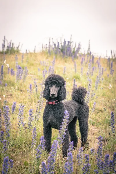 Oldukça bakımlı gri standart kaniş