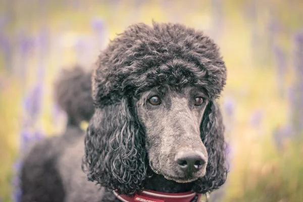 Pretty groomed grey standard poodle do