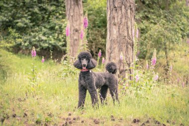 Oldukça bakımlı gri standart kaniş köpek 
