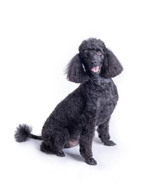 Beyaz arka planda bir stüdyoda çekilmiş, köpek.