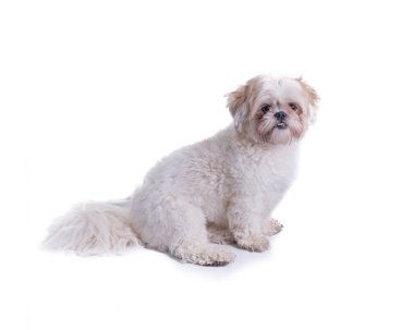 Beyaz arka planda bir stüdyoda çekilmiş, köpek.