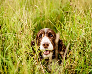 Kahverengi ve beyaz İngilizce Springer Spaniel köpek