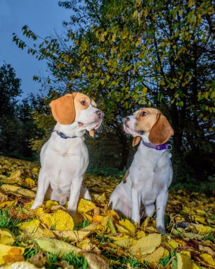 Güzel, kahverengi ve beyaz Beagle köpek yavrusu 