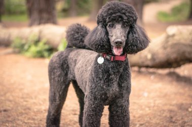 Oldukça bakımlı gri standart kaniş köpek 