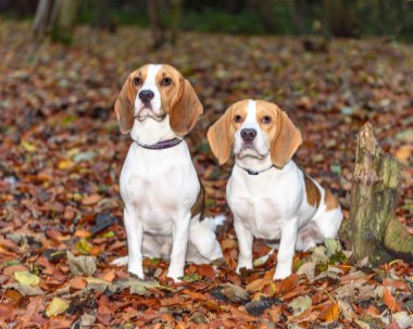 Güzel, kahverengi ve beyaz Beagle köpek yavrusu 