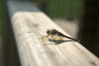 Dragon Fly taraftagörmek