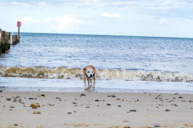 Eski Staffy köpek sahilde