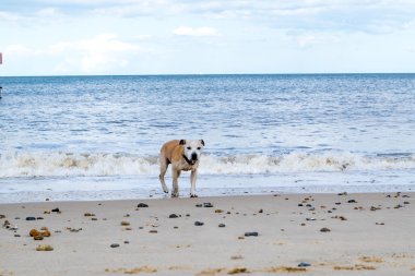 Eski Staffy köpek sahilde