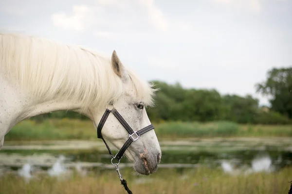 Bella cavallo in posa per fotocamera — Foto Stock