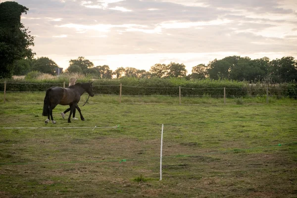 Bella cavallo in posa per fotocamera — Foto Stock