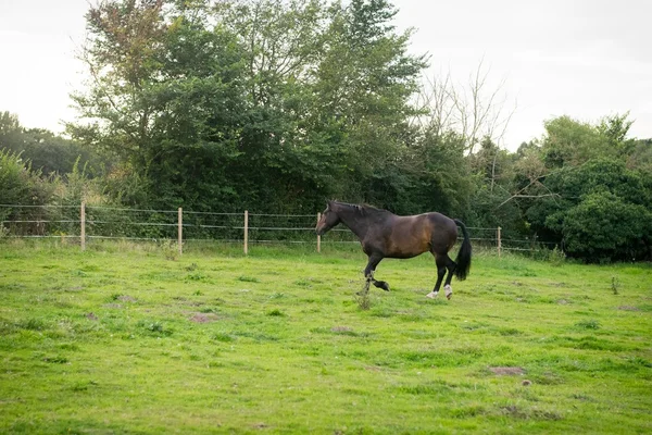 Bella cavallo in posa per fotocamera — Foto Stock