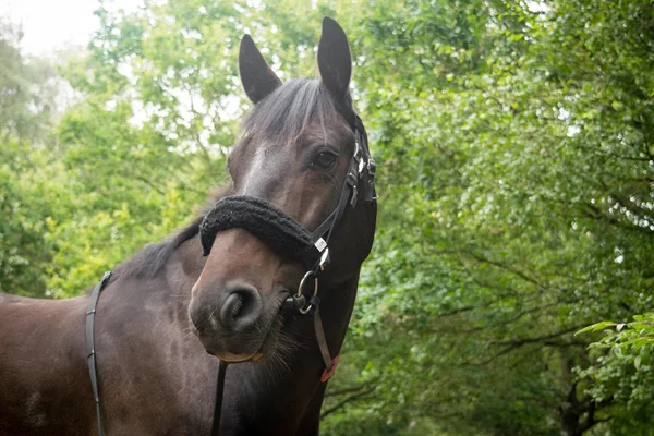 Belo cavalo posando para câmera — Fotografia de Stock