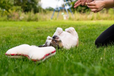 Şirin Bichon Frise x Shih Tzu