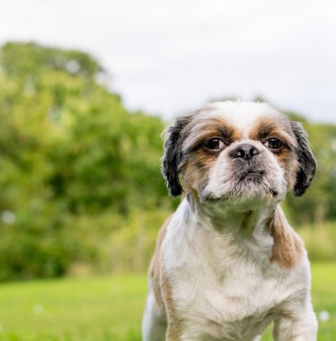 Şirin Bichon Frise x Shih Tzu