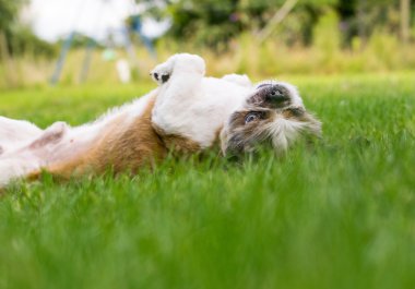 Şirin Bichon Frise x Shih Tzu