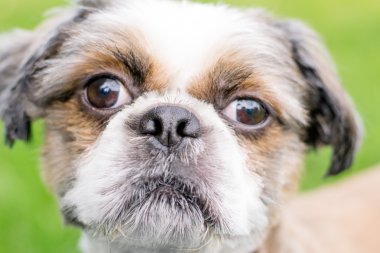 Şirin Bichon Frise x Shih Tzu