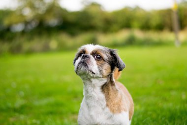 Şirin Bichon Frise x Shih Tzu