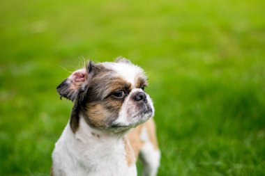 Şirin Bichon Frise x Shih Tzu