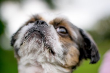 Şirin Bichon Frise x Shih Tzu