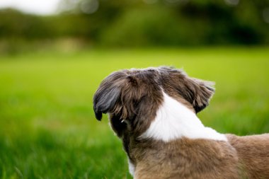 Şirin Bichon Frise x Shih Tzu