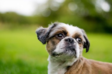 Şirin Bichon Frise x Shih Tzu