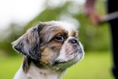 Şirin Bichon Frise x Shih Tzu