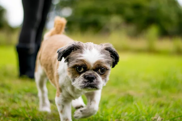 Cute Bichon Frise x Shih Tzu — Stock Photo, Image